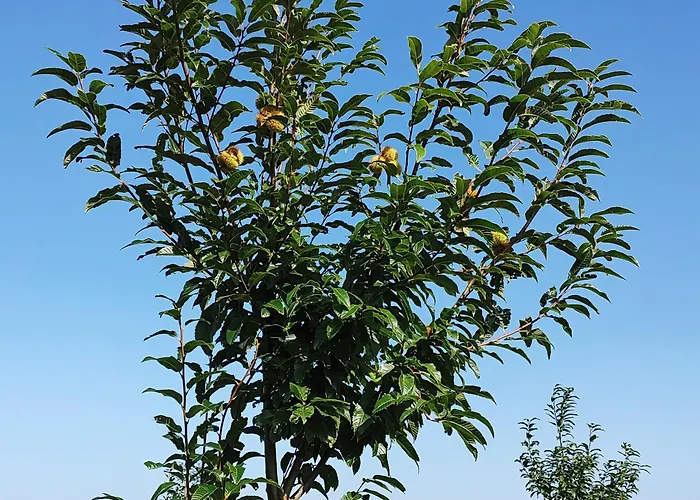 Casina Da Eira 5 Rutas, Adaptada Διαμέρισμα A Coruña